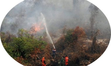 सिर्फ़ पौधे लगाने से ग्लोबल वार्मिंग नहीं रुकेगी: नेचर