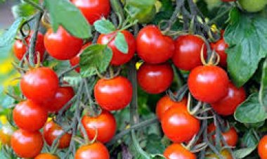 टमाटर के लिए किसान की हत्या !!!