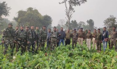 11.55 एकड़ अफीम की खेती का किया विनिष्टीकरण