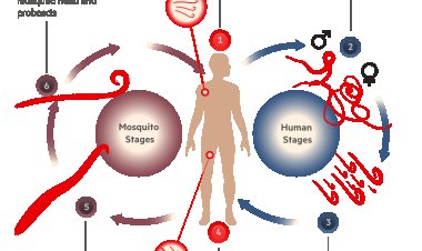 23 अगस्त से राज्य के 12 फाइलेरिया प्रभावित जिलों में फाइलेरिया उन्मूलन कार्यक्रम की होगी शुरुआत