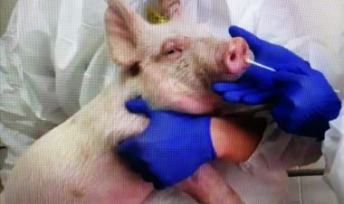 कोरोना के बाद अब इस नए वायरस का मंडरा रहा खतरा, चीन ने किया आगाह