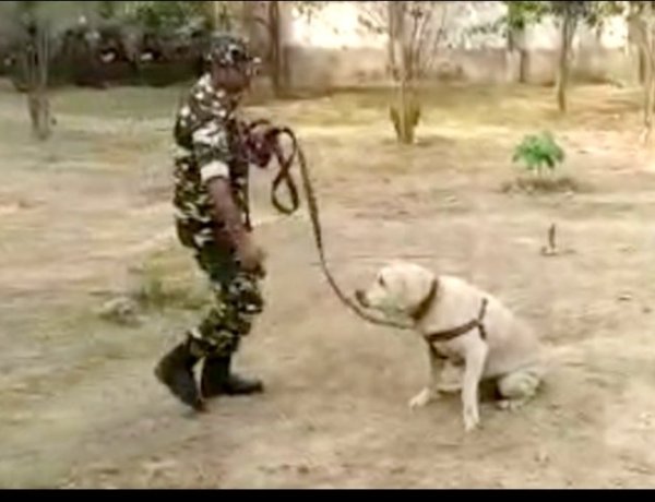 नक्सल ऑपरेशन में सशस्त्र सीमा बल के साथ जान की बाजी लगाने वाला जांबाज चेकी (डॉग) नहीं रहा