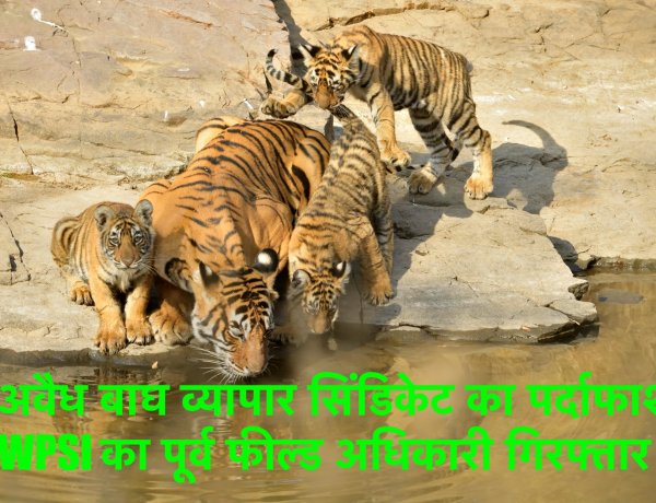 अवैध बाघ व्यापार सिंडिकेट का पर्दाफाश, WPSI का पूर्व फील्ड अधिकारी गिरफ्तार: WCCB