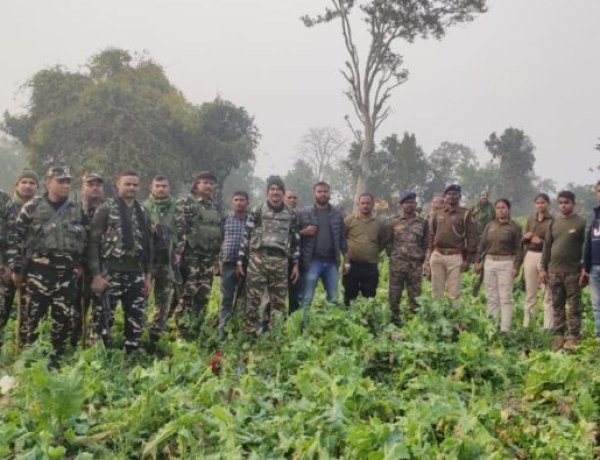 11.55 एकड़ अफीम की खेती का किया विनिष्टीकरण