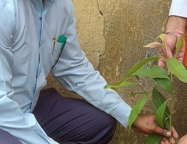 पौधे लगाकर उसकी नियमित देखभाल करते हैं पर्यावरणविद् तुषार कांति