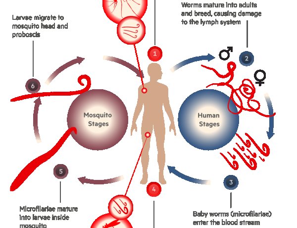 23 अगस्त से राज्य के 12 फाइलेरिया प्रभावित जिलों में फाइलेरिया उन्मूलन कार्यक्रम की होगी शुरुआत