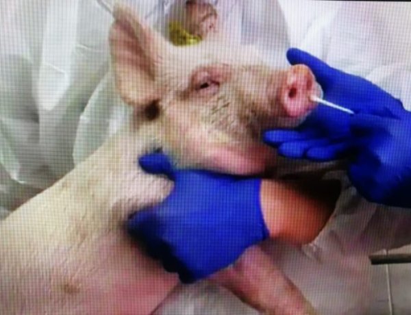 कोरोना के बाद अब इस नए वायरस का मंडरा रहा खतरा, चीन ने किया आगाह