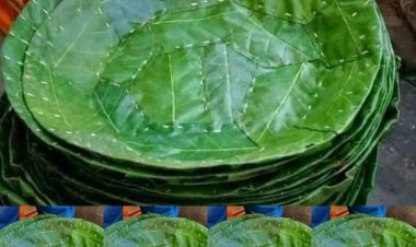 देशी पत्तलों मे खाकर लीजिए स्वास्थ्य एवं भोजन का लाभ