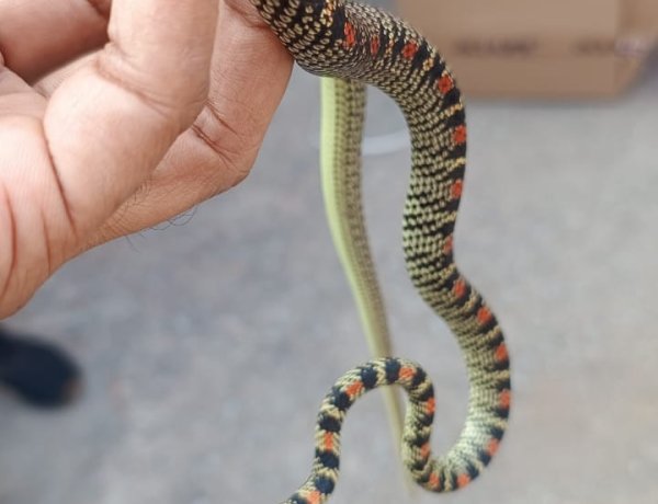 रांची में मिला तक्षक नाग की दुर्लभ प्रजाति