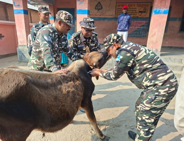 एसएसबी 44 वाहिनी ने भतीजुला में लगाया निःशुल्क पशु चिकित्सा शिविर