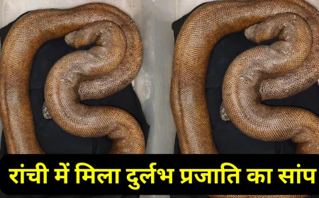 रांची में दिखा दुर्लभ प्रजाति का सांप, मची सनसनी, यहां जानिए पूरा डिटेल