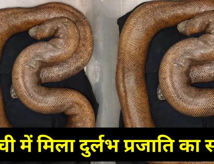 रांची में दिखा दुर्लभ प्रजाति का सांप, मची सनसनी, यहां जानिए पूरा डिटेल