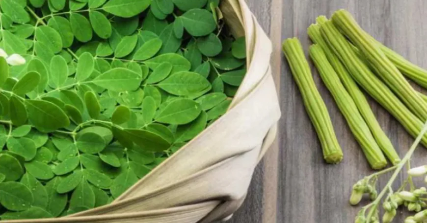 सुपरफूड सहजन के फायदे जानकर रह जाएंगे हैरान, शरीर को मिलते हैं कई जरूरी पोषक तत्व