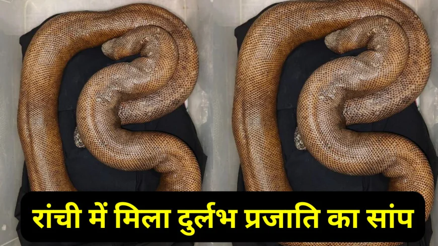 रांची में दिखा दुर्लभ प्रजाति का सांप, मची सनसनी, यहां जानिए पूरा डिटेल