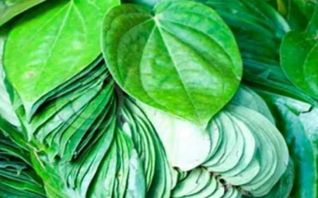 पान का पत्ता बदलेगा आपकी किस्मत!, ये आसान उपाय खोल सकते हैं तरक्की के दरवाजे