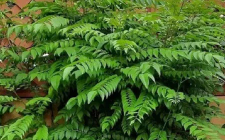 करी पत्ता सिर्फ स्वाद नहीं...सेहत का है खजाना, जानिए इसके जबरदस्त फायदे