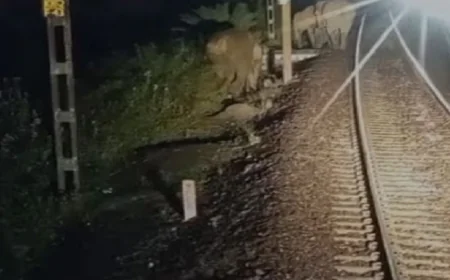 रेलवे ट्रैक पर अचानक आ गया हाथियों का झुंड, लोको पायलट की सूझबूझ से टला बड़ा हादसा