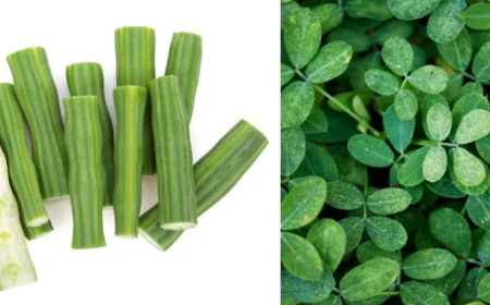 गर्मियों में ‘सहजन’ क्यों है सुपरफूड? पाचन से लेकर इम्यूनिटी तक देता है जबरदस्त फायदा, जानकर हो जाएंगे हैरान