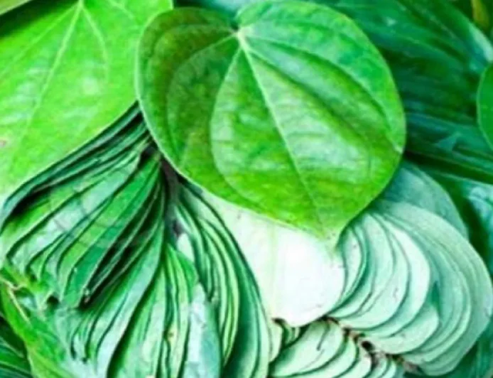 पान का पत्ता बदलेगा आपकी किस्मत!, ये आसान उपाय खोल सकते हैं तरक्की के दरवाजे