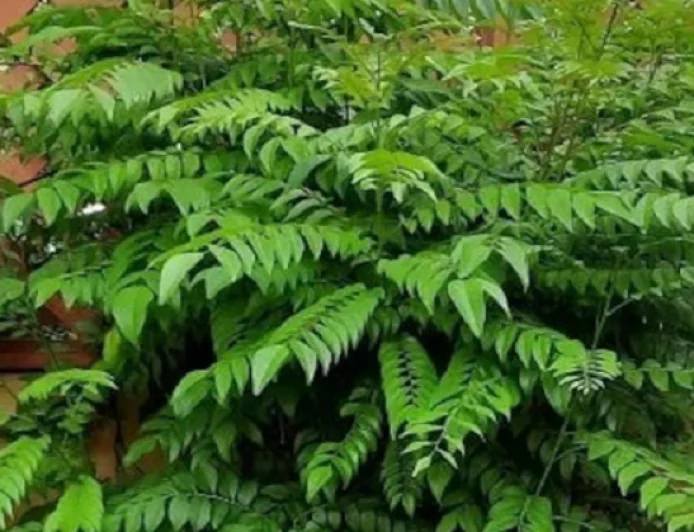 करी पत्ता सिर्फ स्वाद नहीं...सेहत का है खजाना, जानिए इसके जबरदस्त फायदे