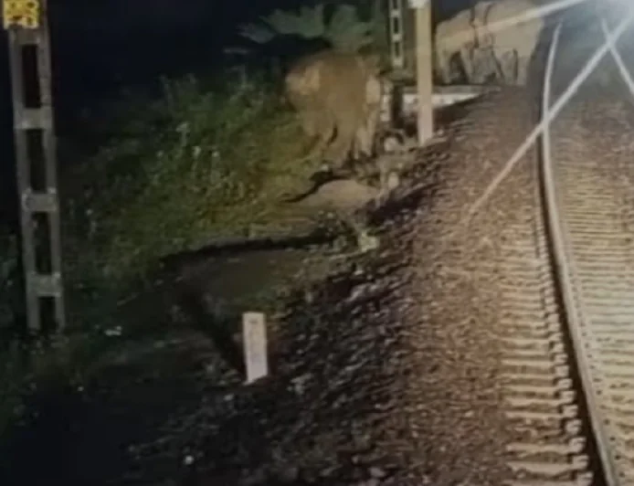 रेलवे ट्रैक पर अचानक आ गया हाथियों का झुंड, लोको पायलट की सूझबूझ से टला बड़ा हादसा