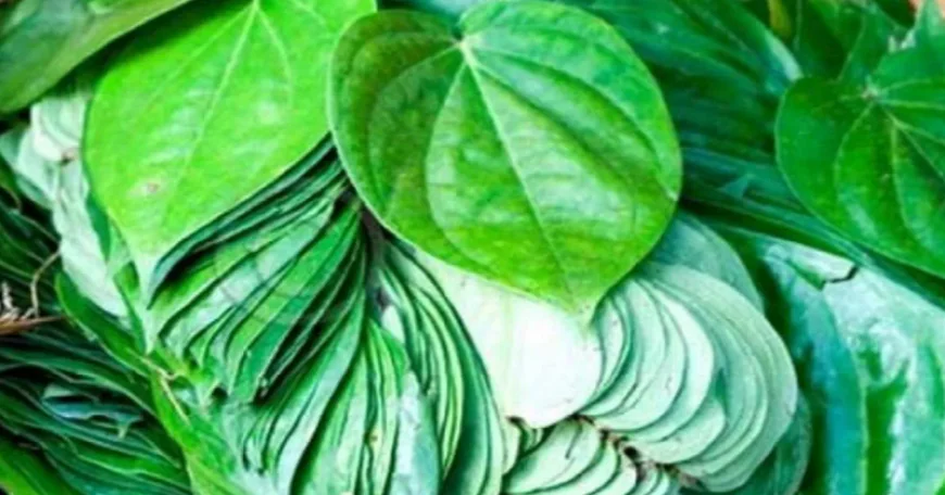 पान का पत्ता बदलेगा आपकी किस्मत!, ये आसान उपाय खोल सकते हैं तरक्की के दरवाजे