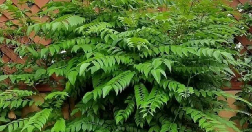 करी पत्ता सिर्फ स्वाद नहीं...सेहत का है खजाना, जानिए इसके जबरदस्त फायदे