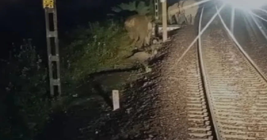 रेलवे ट्रैक पर अचानक आ गया हाथियों का झुंड, लोको पायलट की सूझबूझ से टला बड़ा हादसा