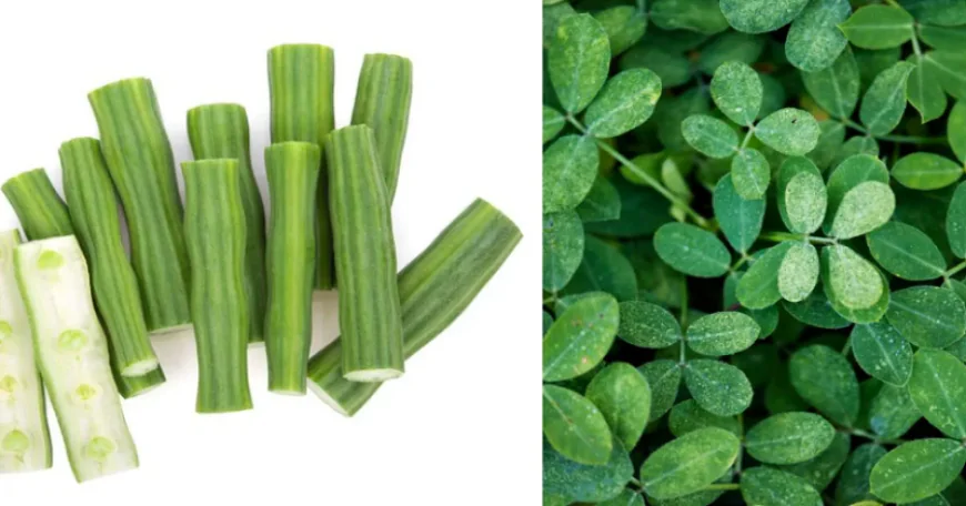 गर्मियों में ‘सहजन’ क्यों है सुपरफूड? पाचन से लेकर इम्यूनिटी तक देता है जबरदस्त फायदा, जानकर हो जाएंगे हैरान