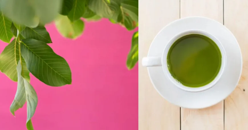 पेट की समस्याओं का देसी इलाज: अमरूद के पत्तों की चाय से गैस, कब्ज और वजन पर पाएं नियंत्रण, यहां जानें बनाने की विधि