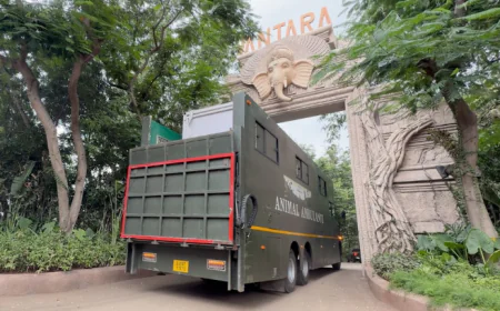 बाढ़ में जख्मी हथिनी ‘जॉयमोती’ को एयरलिफ्ट कर लाया गया वनतारा, विशेष अस्पताल में होगा इलाज