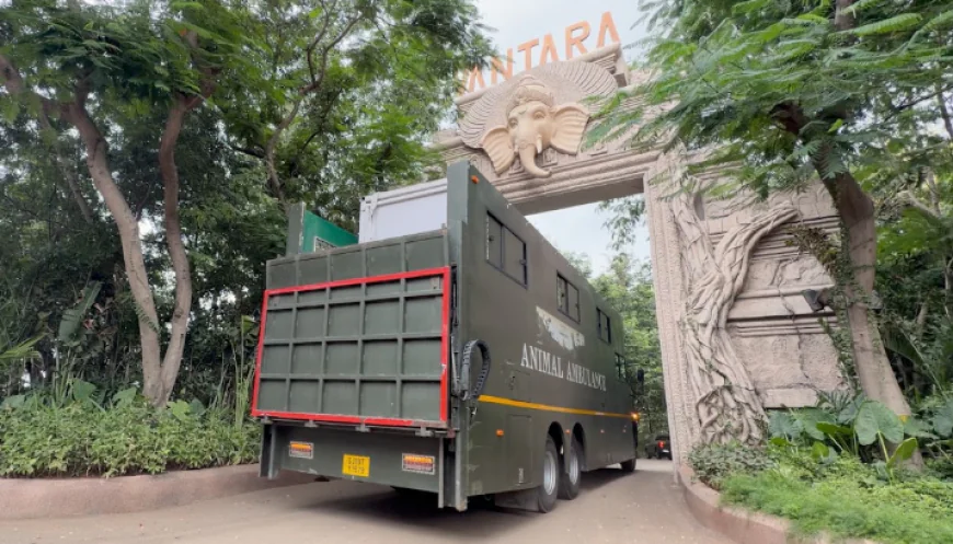 बाढ़ में जख्मी हथिनी ‘जॉयमोती’ को एयरलिफ्ट कर लाया गया वनतारा, विशेष अस्पताल में होगा इलाज