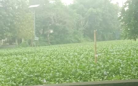 तालाब बना जगजीवन कॉलेज का बास्केटबॉल स्टेडियम, आयुक्त से मंत्री तक लगाई गुहार, फिर भी जलजमाव की समस्या जस की तस