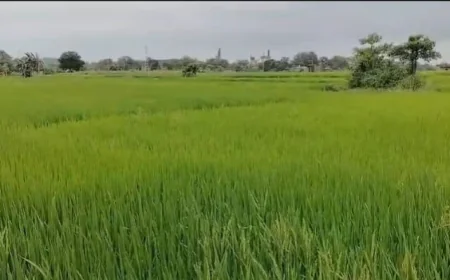 साइक्लोन के असर से रामगढ़ में झमाझम बारिश, जनजीवन अस्त-व्यस्त; किसानों को धान की फसल में फायदे की उम्मीद