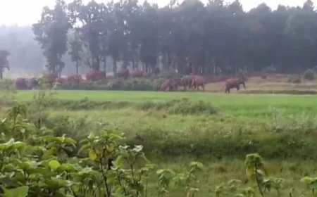 धनबाद में 35 हाथियों के झुंड का आतंक, गांव में मचाया उत्पात; घरों को किया ध्वस्त, फसलें बर्बाद