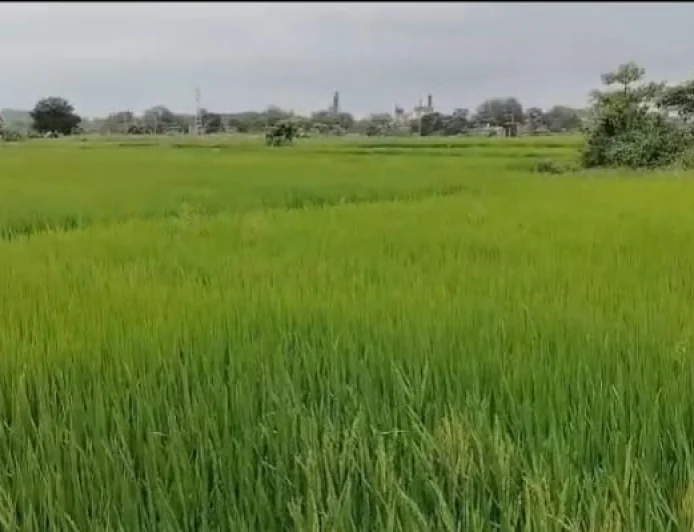 साइक्लोन के असर से रामगढ़ में झमाझम बारिश, जनजीवन अस्त-व्यस्त; किसानों को धान की फसल में फायदे की उम्मीद
