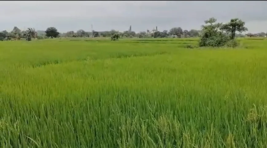 साइक्लोन के असर से रामगढ़ में झमाझम बारिश, जनजीवन अस्त-व्यस्त; किसानों को धान की फसल में फायदे की उम्मीद
