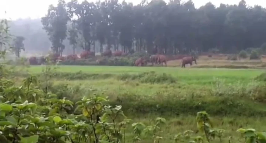 धनबाद में 35 हाथियों के झुंड का आतंक, गांव में मचाया उत्पात; घरों को किया ध्वस्त, फसलें बर्बाद