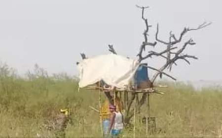 मोकामा में शराब माफिया का ‘आसमान’ वाला खेल! पेड़ पर मचान बनाकर चल रही थी देसी शराब की भट्ठी, 1000 लीटर शराब नष्ट