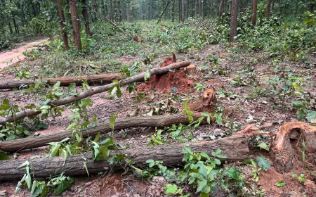 चाकुलिया में साल के पेड़ों की अवैध कटाई का आरोप, वन विभाग की कार्यशैली पर उठे सवाल