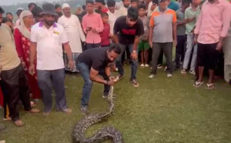 हजारीबाग के अमनारी गांव में विशाल अजगर ने निगली 30 किलो की बकरी, रेस्क्यू कर बचाई गई जान