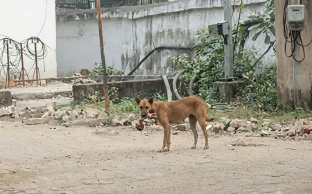 पलामू MMCH में अमानवीय तस्वीर! नवजात का शव मुंह में दबाकर घूमता दिखा आवारा कुत्ता, अस्पताल की व्यवस्था पर उठे सवाल