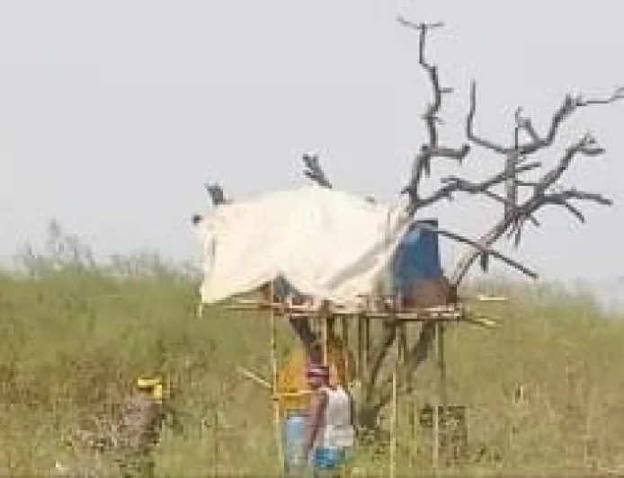 मोकामा में शराब माफिया का ‘आसमान’ वाला खेल! पेड़ पर मचान बनाकर चल रही थी देसी शराब की भट्ठी, 1000 लीटर शराब नष्ट