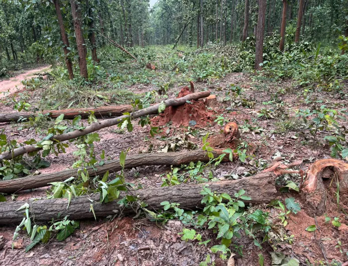 चाकुलिया में साल के पेड़ों की अवैध कटाई का आरोप, वन विभाग की कार्यशैली पर उठे सवाल