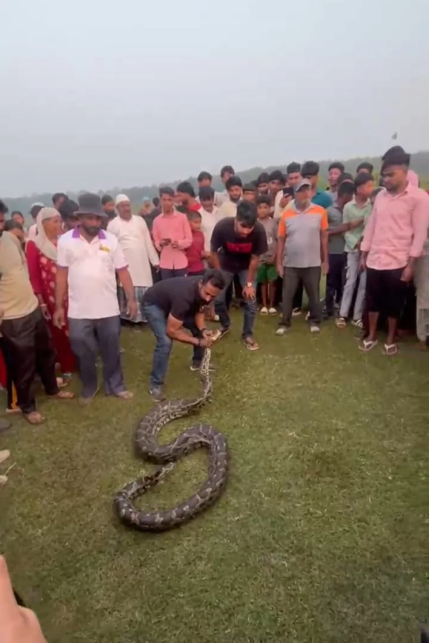 हजारीबाग के अमनारी गांव में विशाल अजगर ने निगली 30 किलो की बकरी, रेस्क्यू कर बचाई गई जान