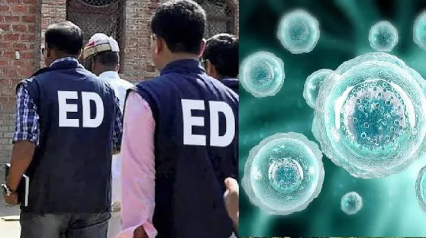 मानव अंडाणु निकालने के अवैध रैकेट पर ED की कार्रवाई, 10 ठिकानों पर छापेमारी; ₹29 लाख नकद जब्त